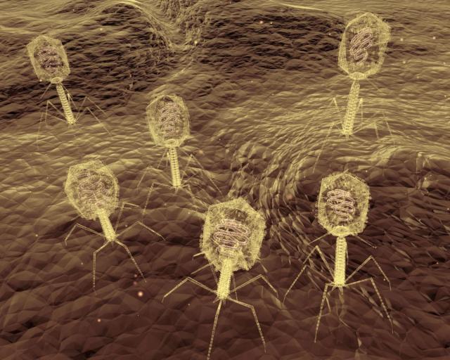 Virus otkriven pre 100 godina mogao bi da zameni antibiotike